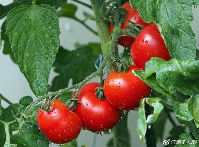 全国食用农产品市场价格下降0.2%?食品降价你感觉到了吗?